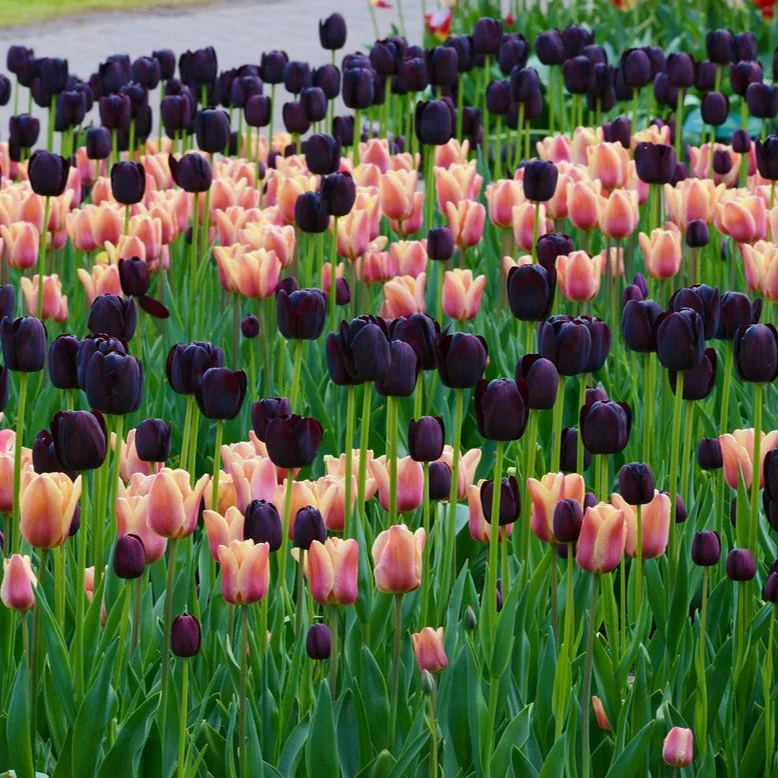 Black Hero Tulip Seeds