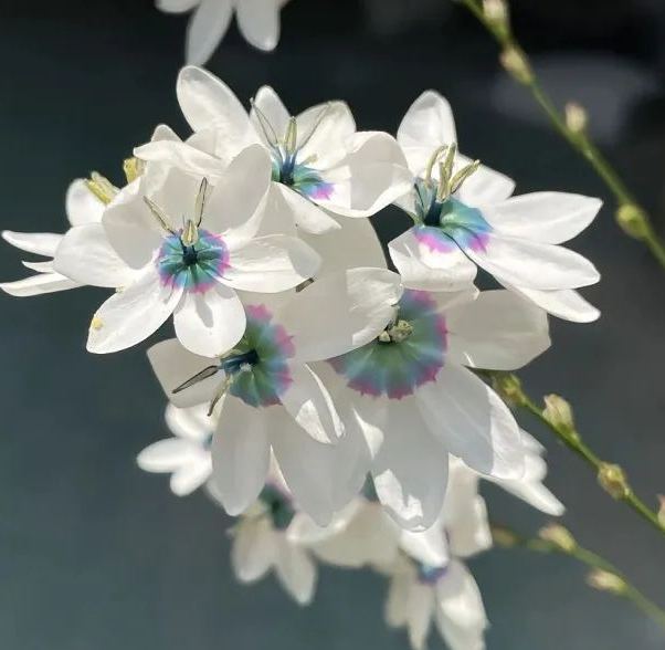 Rare White-Patterned Valley Iris