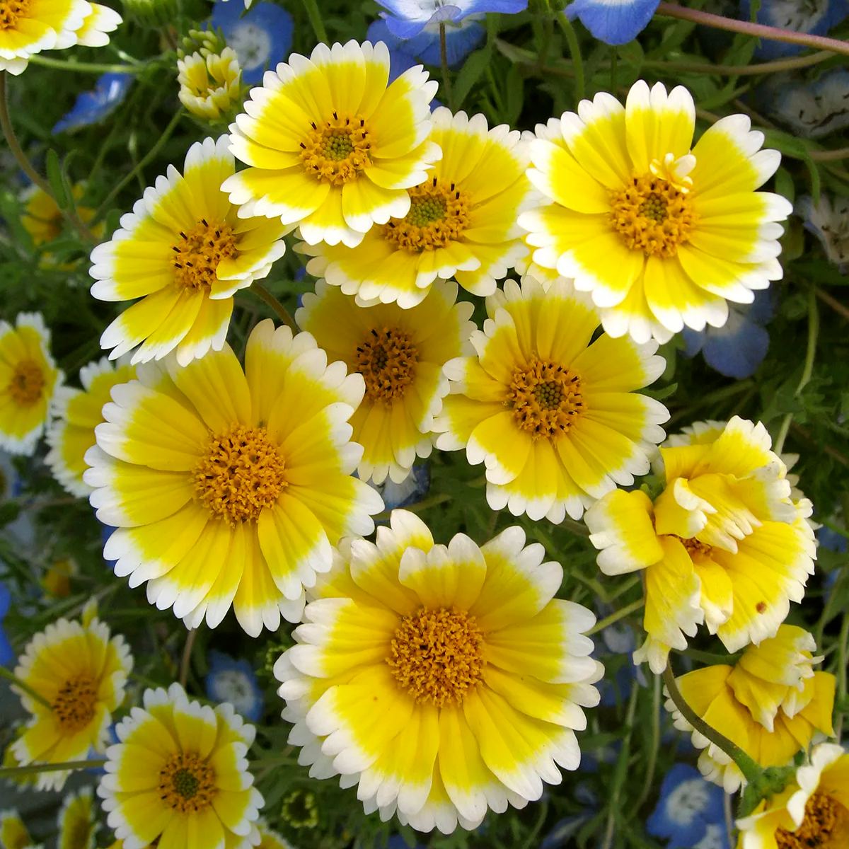 Tidy Tips (Layia Platyglossa) Seeds Great for butterfly and hummingbird gardens