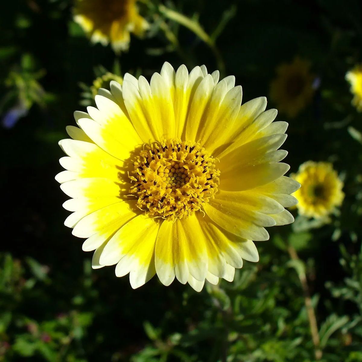 Tidy Tips (Layia Platyglossa) Seeds Great for butterfly and hummingbird gardens
