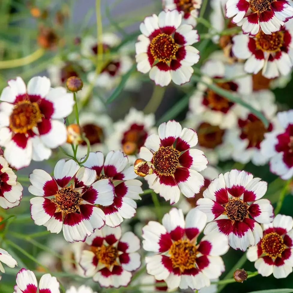 Coreopsis, Ruby Kiss