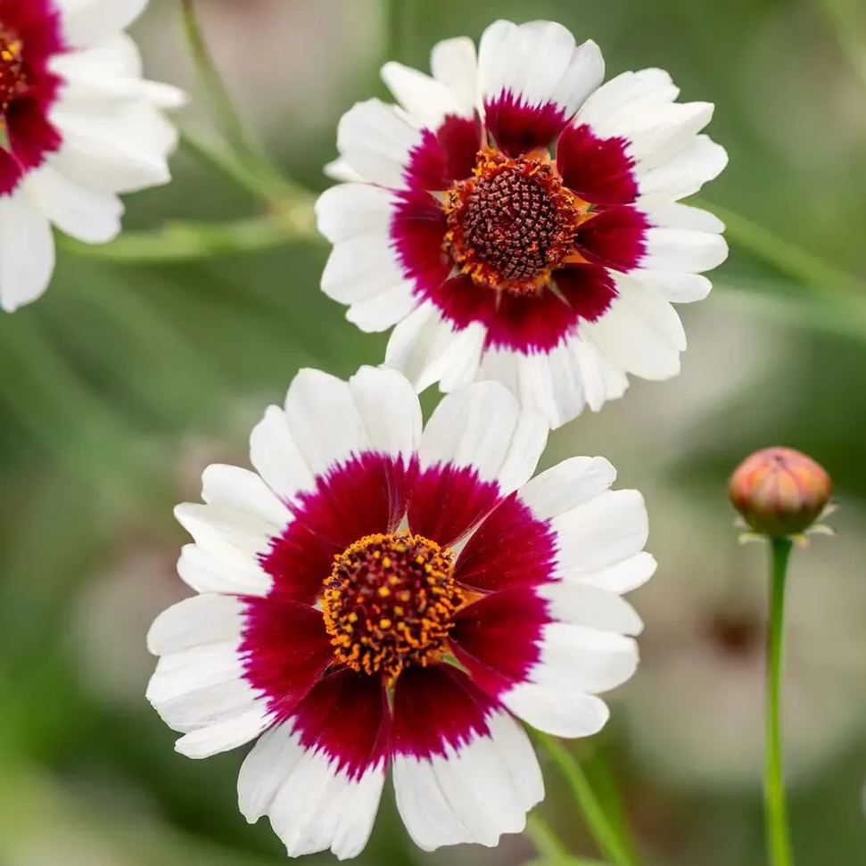 Coreopsis, Ruby Kiss