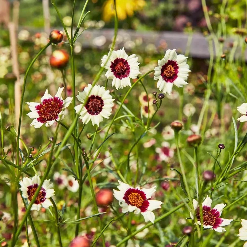 Coreopsis, Ruby Kiss