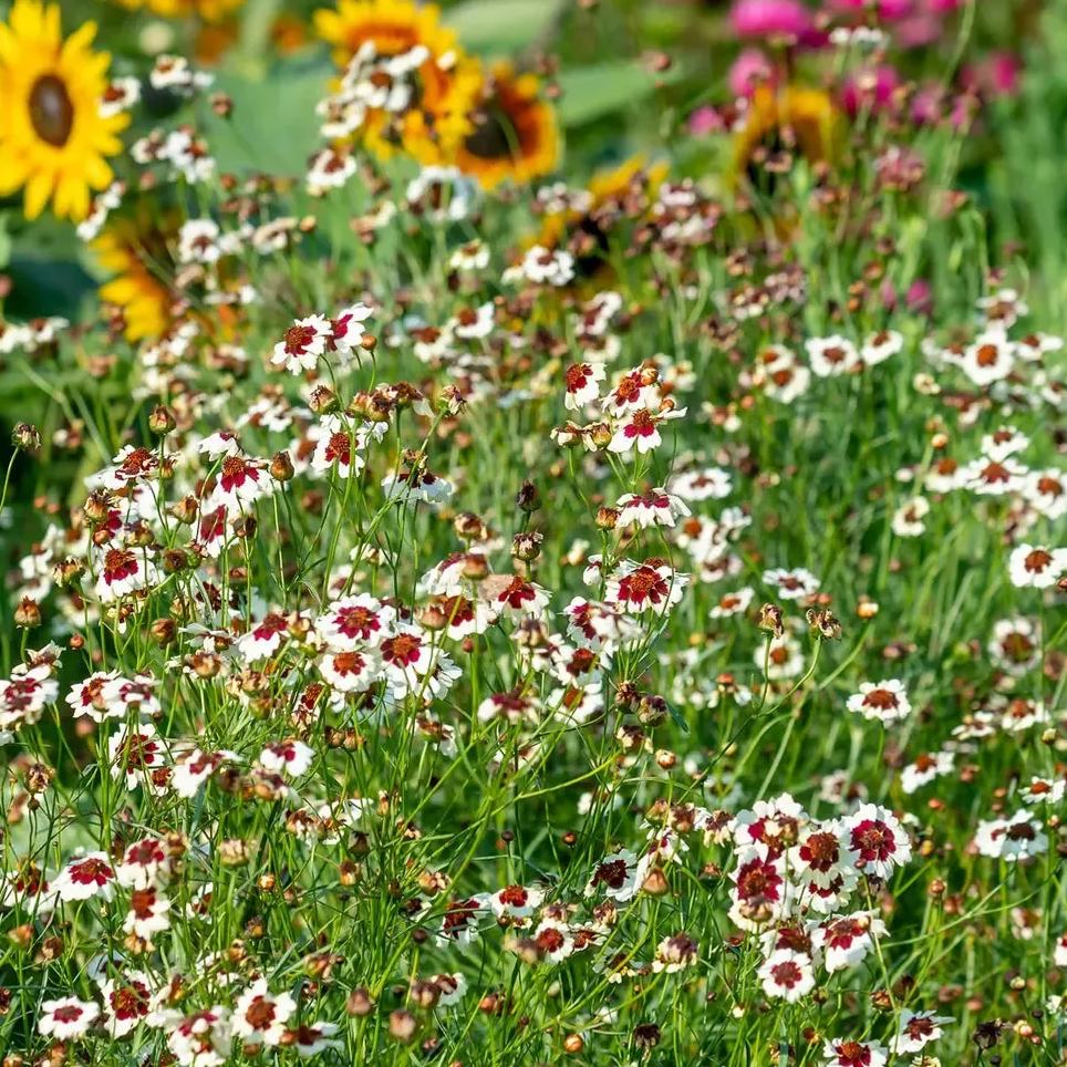 Coreopsis, Ruby Kiss