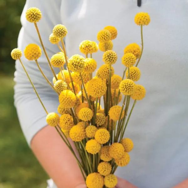 Craspedia flower - 50 Seeds - Non GMO