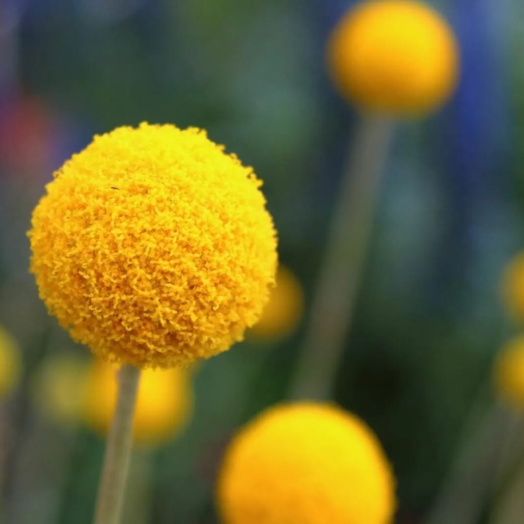 Craspedia flower - 50 Seeds - Non GMO