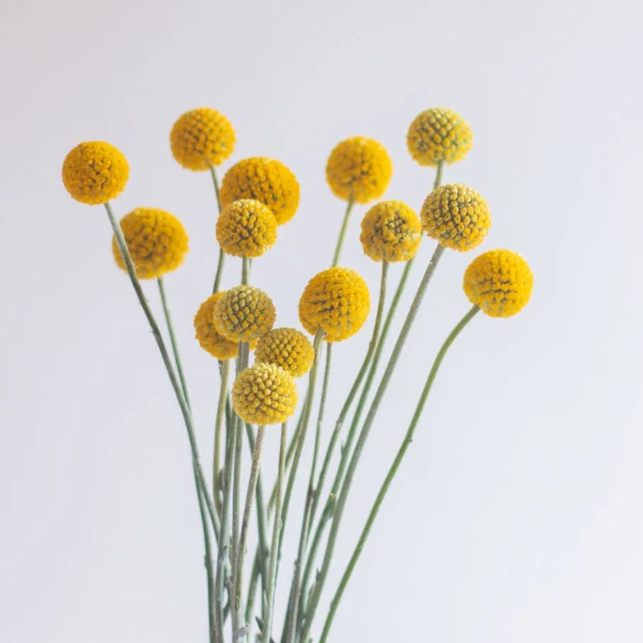Craspedia flower - 50 Seeds - Non GMO