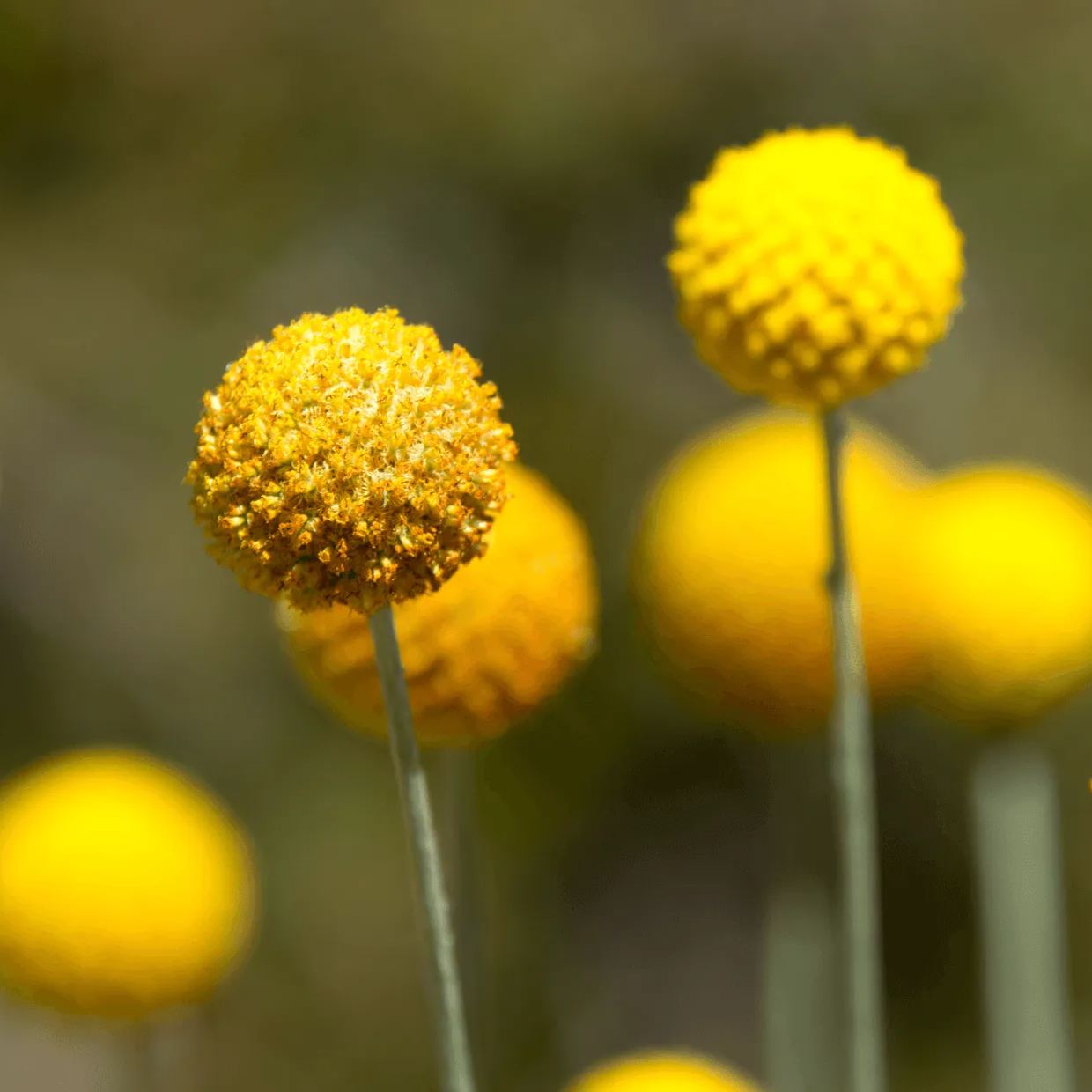 Craspedia flower - 50 Seeds - Non GMO