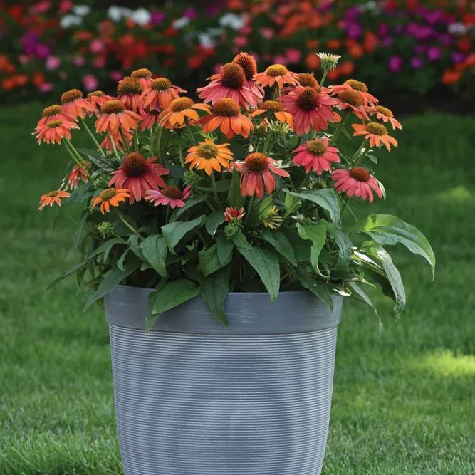 Lakota Red Coneflower