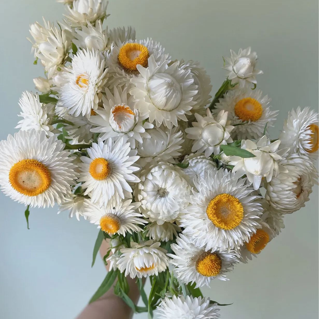 EVERLASTING STRAWFLOWER VINTAGE WHITE