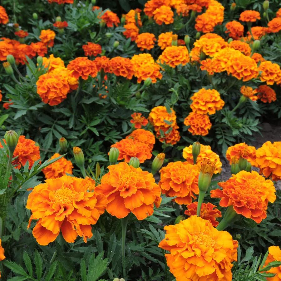 Rare Flower Plant Seeds 200+ Marigold Seeds - Queen Sophia