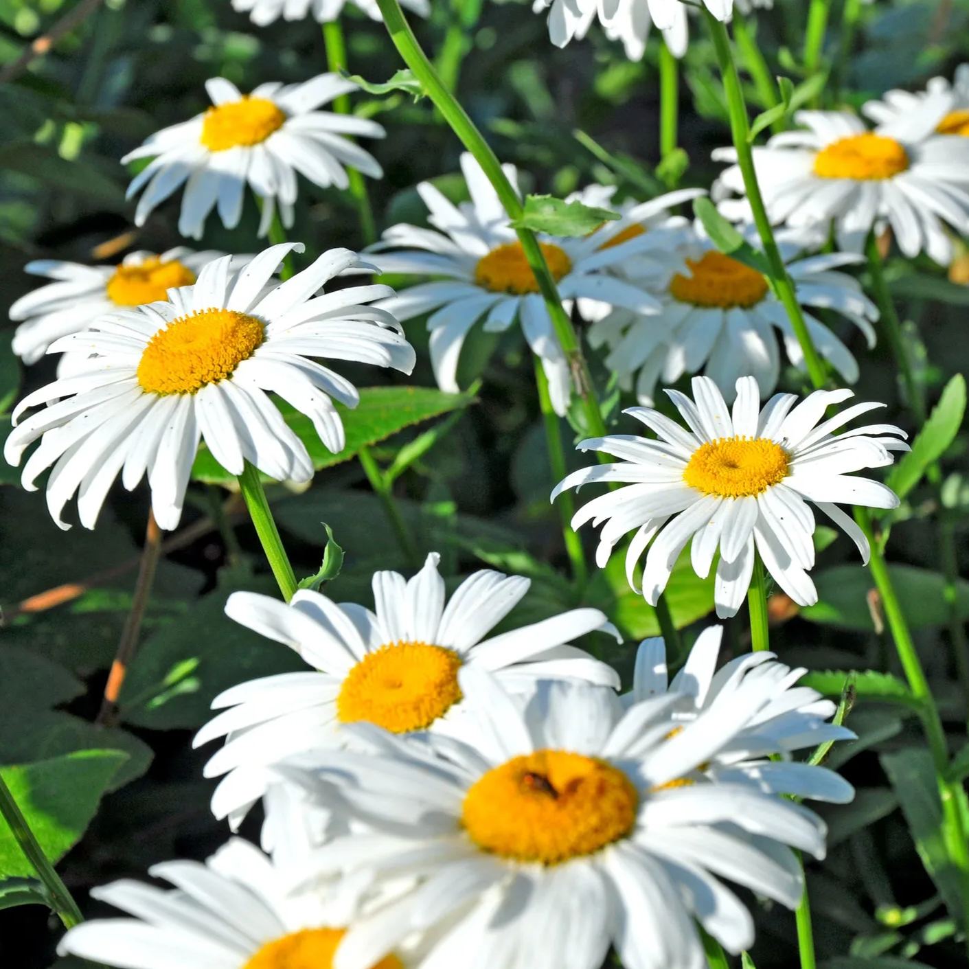 50 Pcs Shasta Daisy Seeds, Alaska