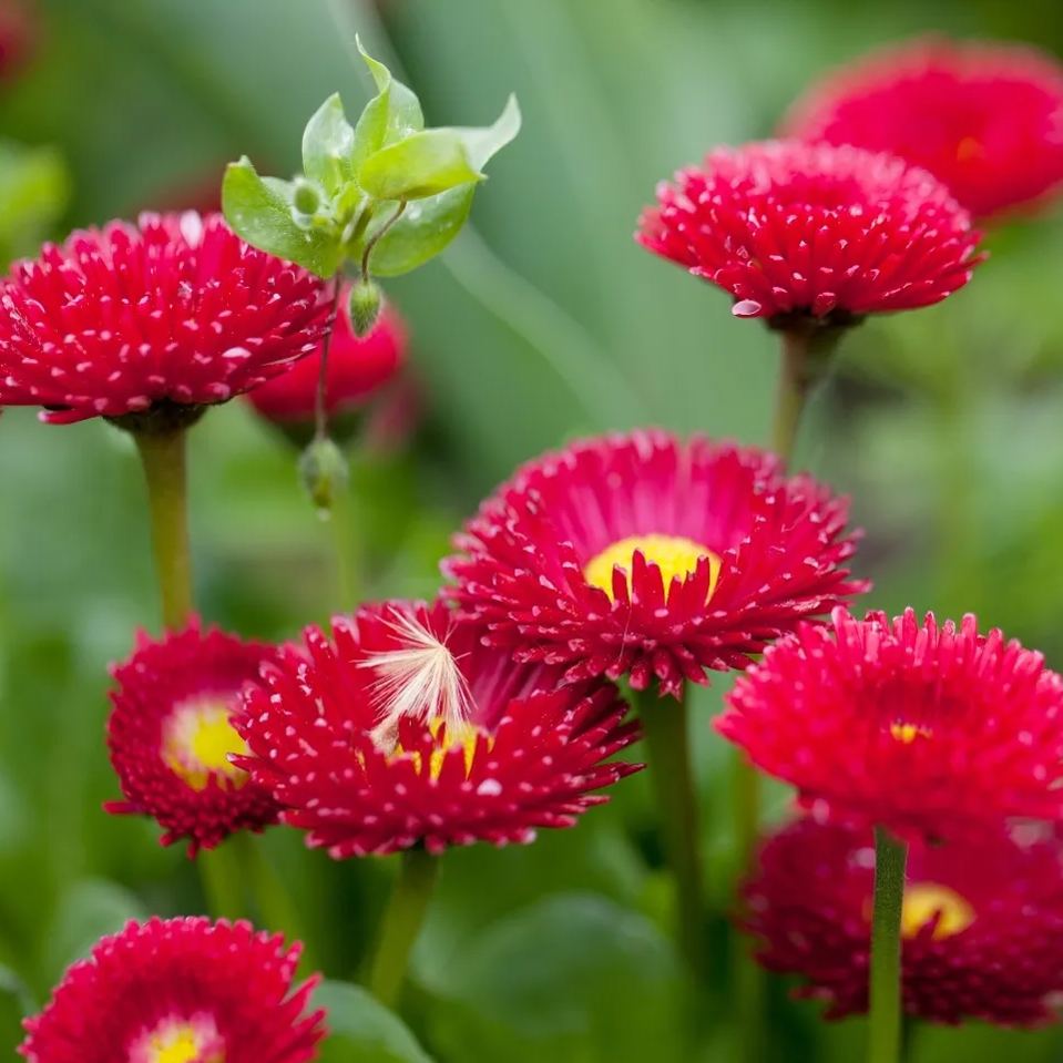 200 pcs Bellis Perensis, Daisy Red - Flower Seeds
