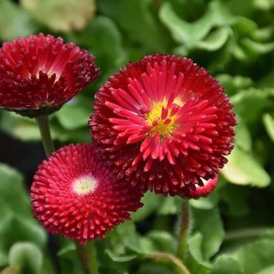 200 pcs Bellis Perensis, Daisy Red - Flower Seeds