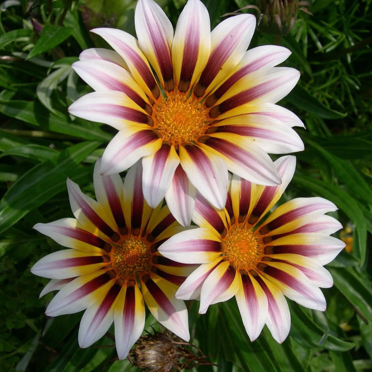 African Daisy Flowers - Gazania 50 Seeds