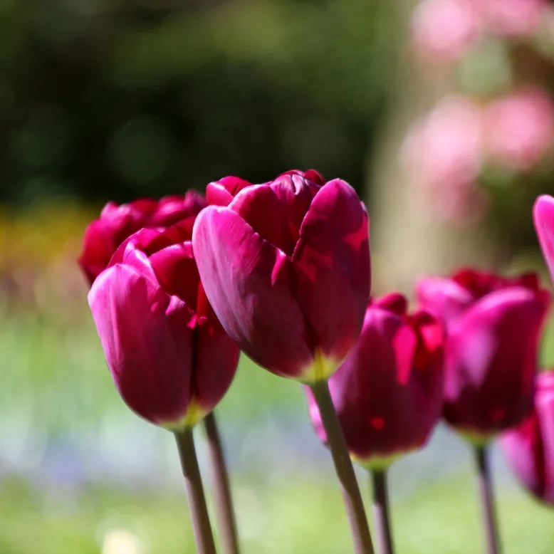 Purple Tulip Flower Seeds