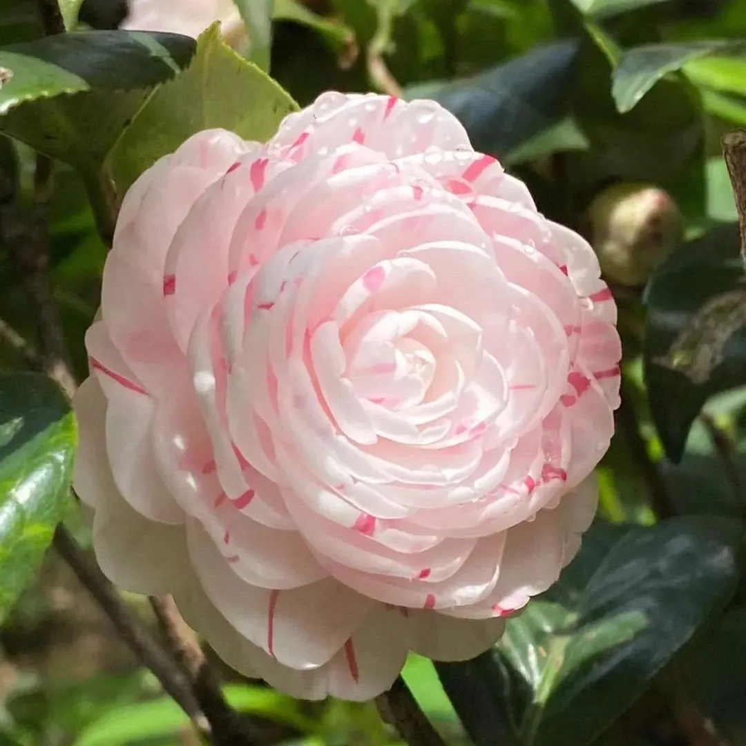 Eighteen Petal Pink Camellia Seeds