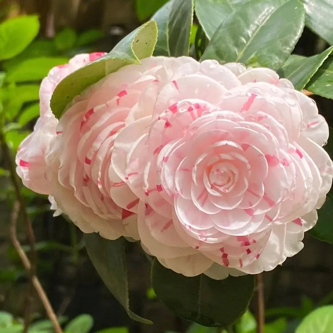 Eighteen Petal Pink Camellia Seeds