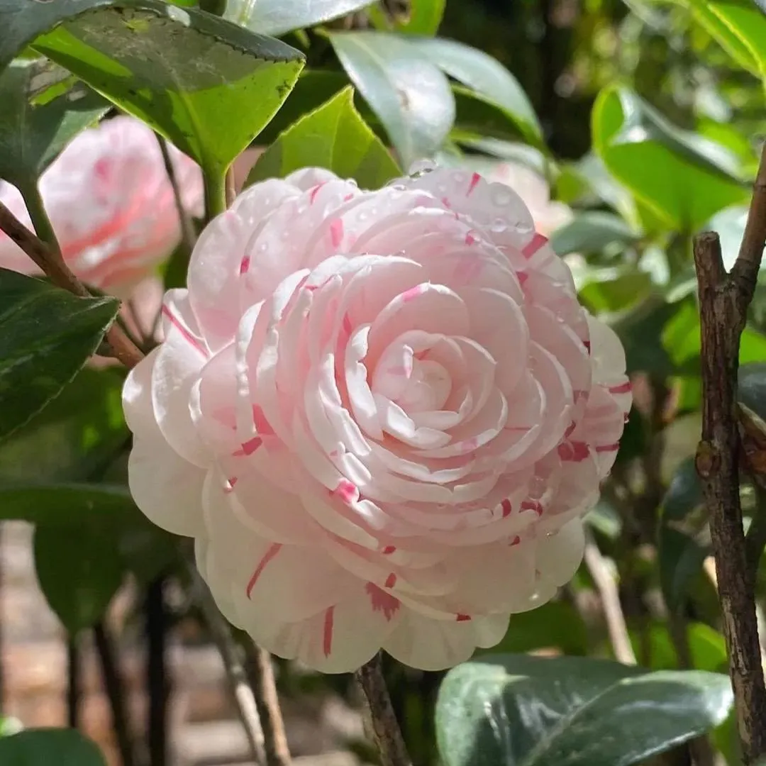 Eighteen Petal Pink Camellia Seeds