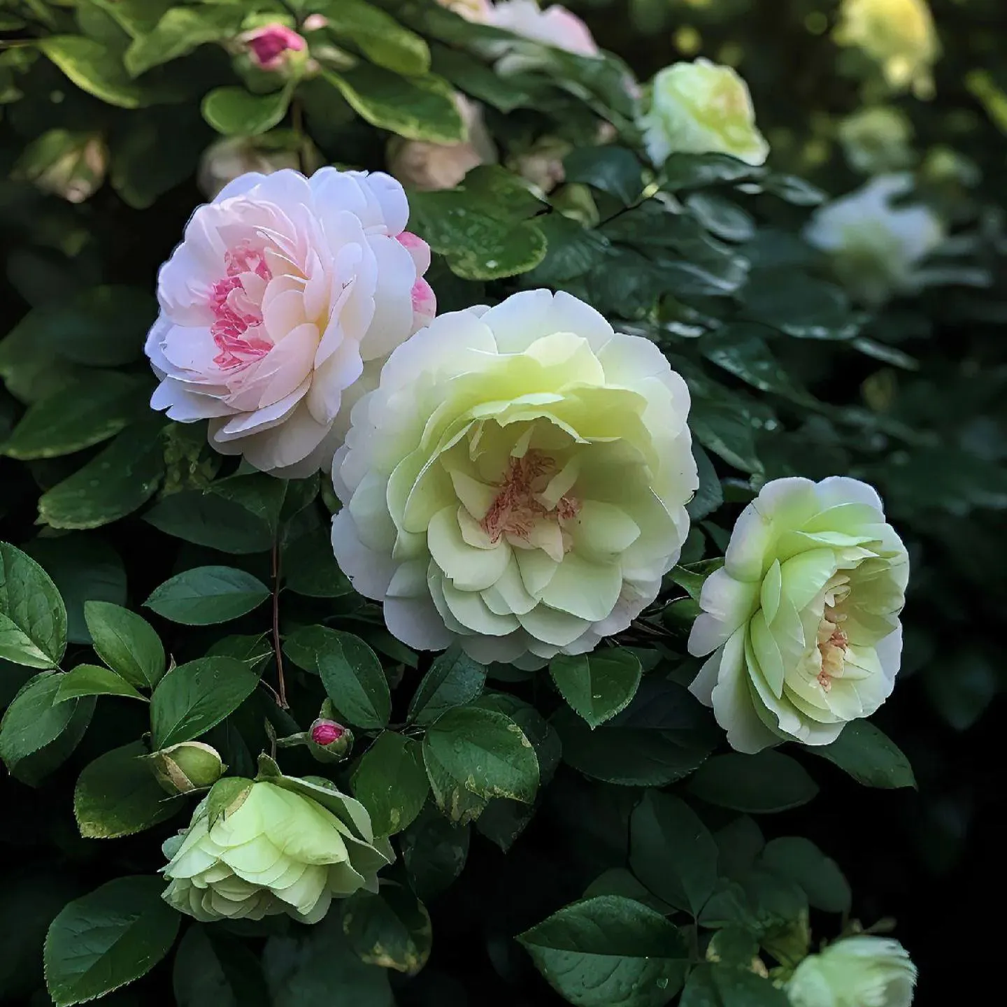 Pink and Green Camellia Seeds