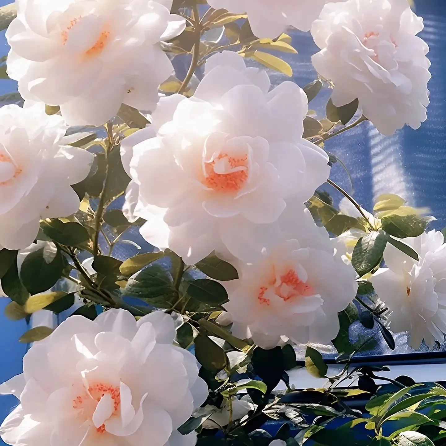 Red Heart White Petal Camellia Seeds