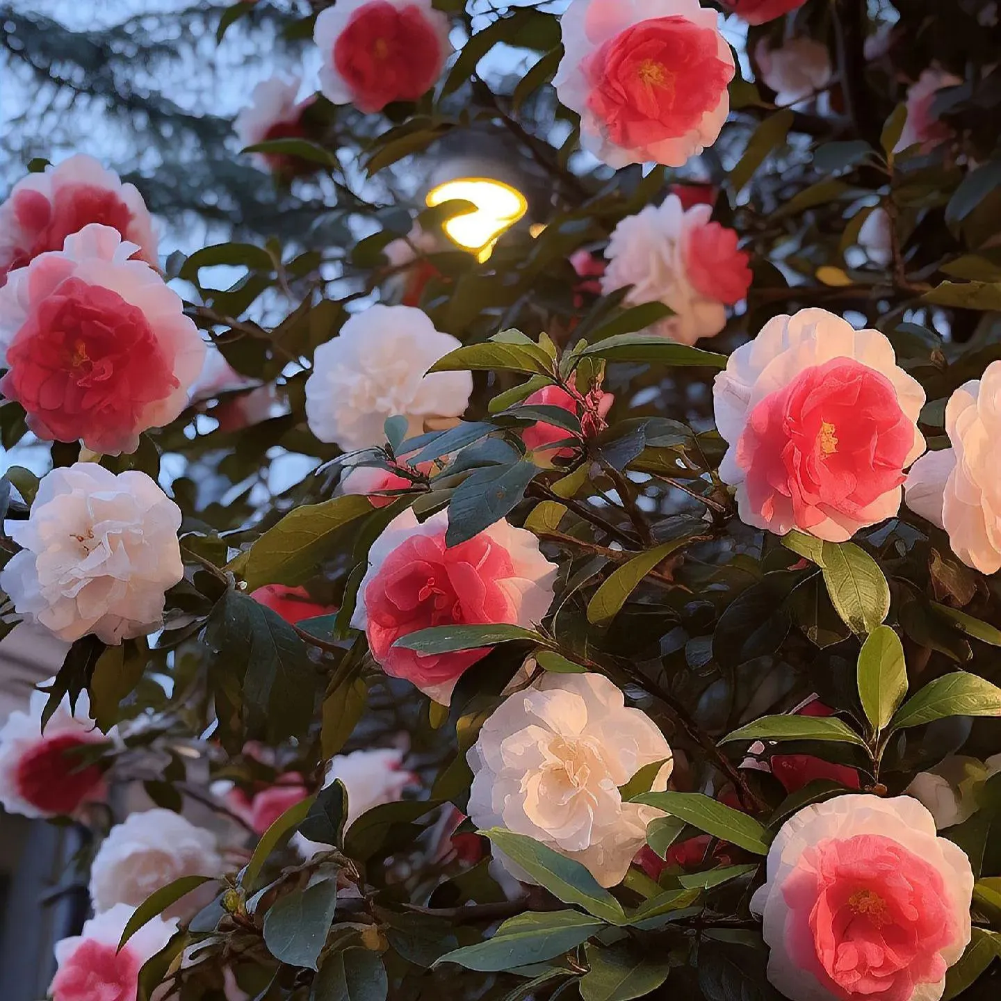Icy Pink and White Gentle Camellia Seeds