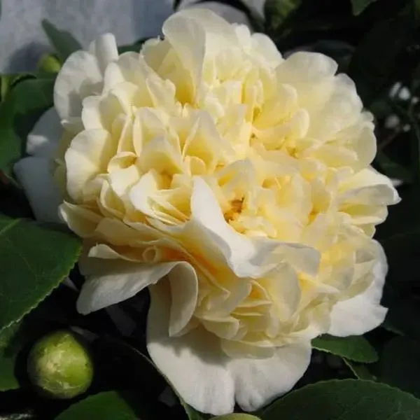 Yellow Camellia Seeds