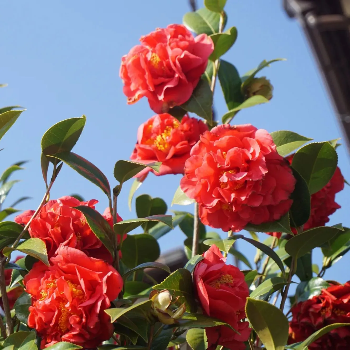Red Camellia japonica 'Mary Allen Sargent' Seeds