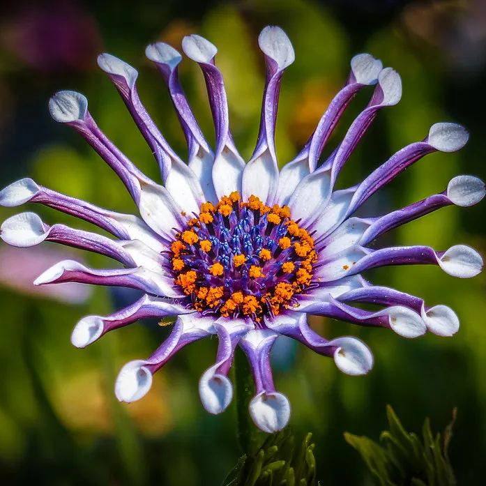 Rare Daisy Seeds- African Daisy Whirligig