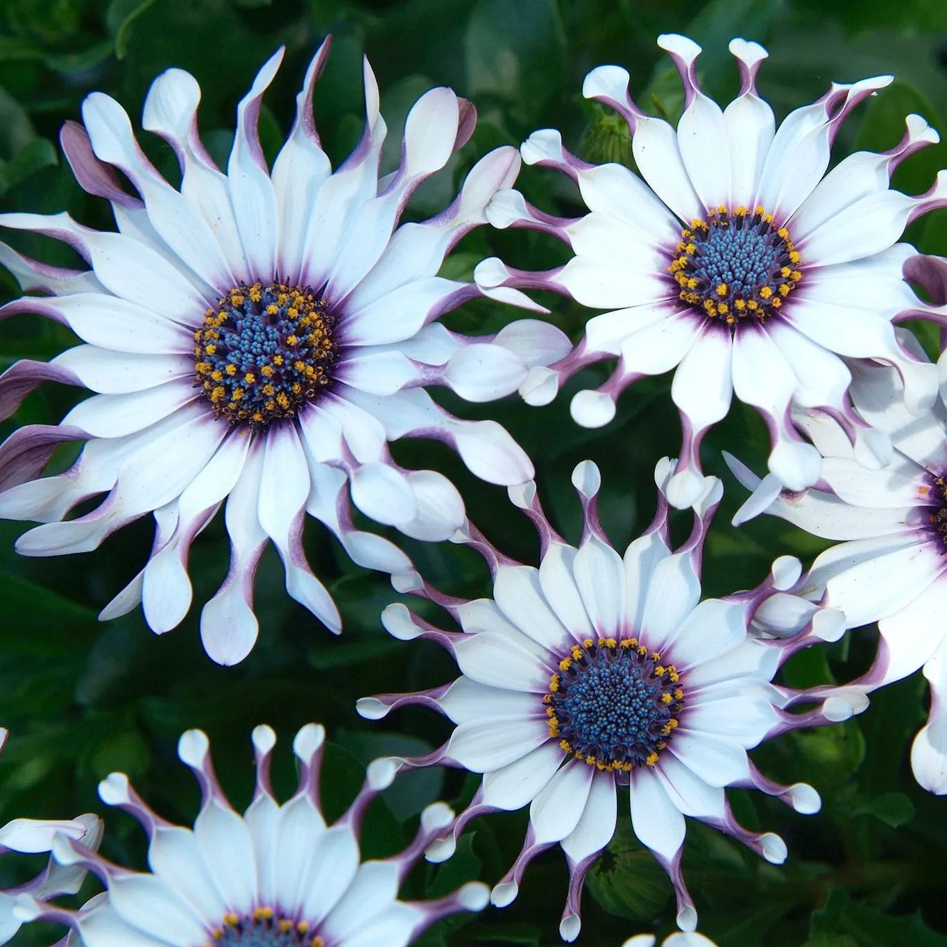 Rare Daisy Seeds- African Daisy Whirligig