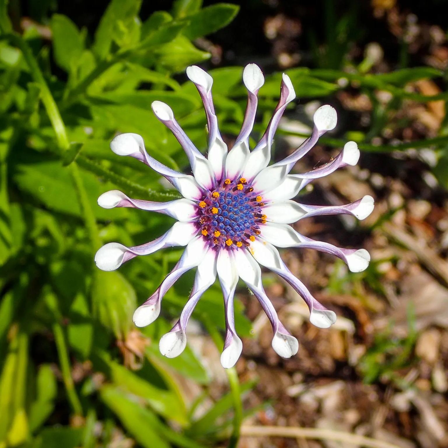 Rare Daisy Seeds- African Daisy Whirligig