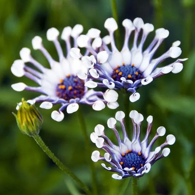 Rare Daisy Seeds- African Daisy Whirligig