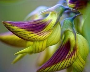 Regal Birdflower seeds, Amazing Flowers like hummingbirds, Gift idea, Fun and Easy to Grow, fast shippping, success guaranteed