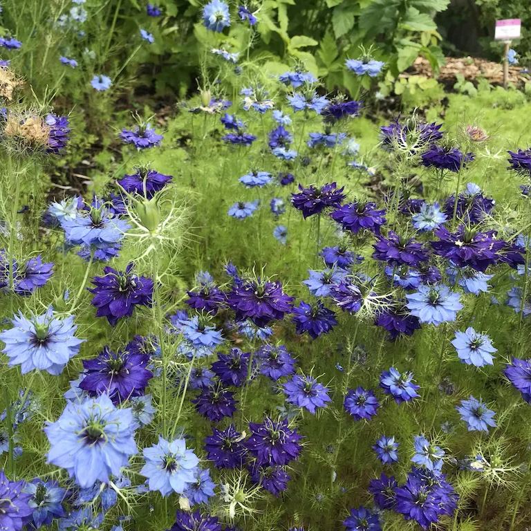 Nigella damascena 'Deep Blue' Seeds