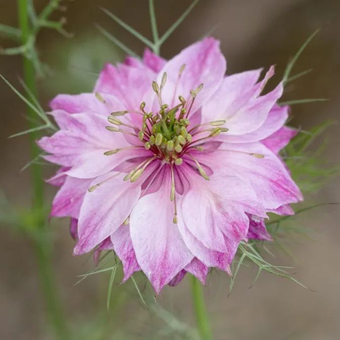Nigella Miss Jekyll Rose Flower Seeds