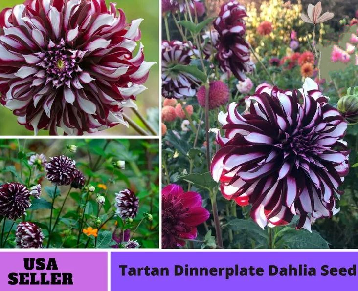 Giant Dinnerplate Dahlia Tartan Seeds