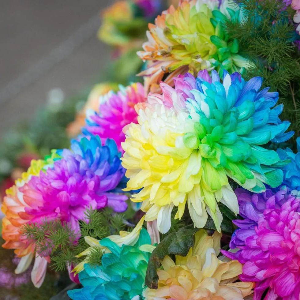 Rainbow Chrysanthemum Seeds