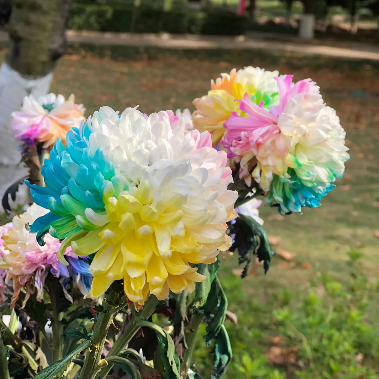 Rainbow Chrysanthemum Seeds