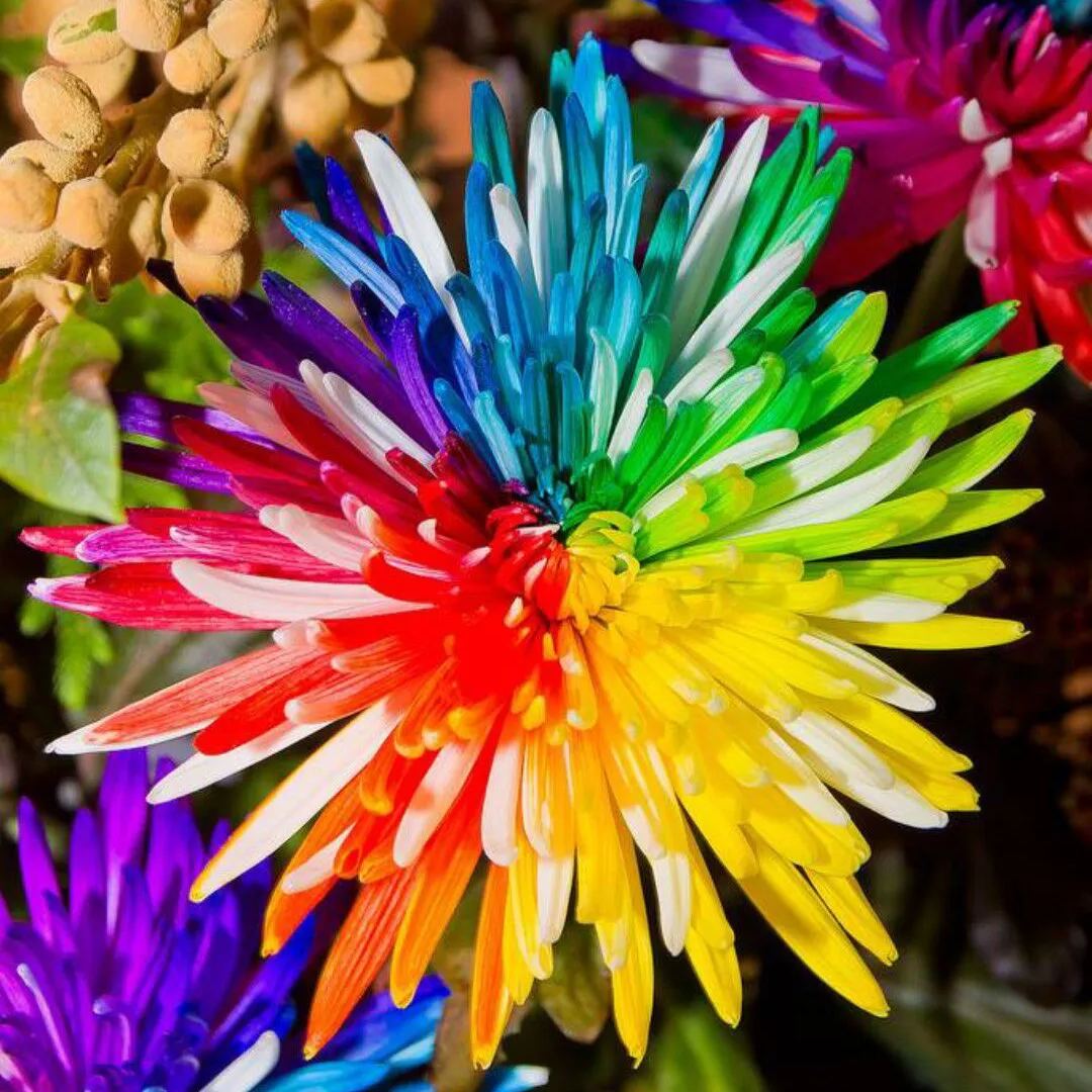 Rainbow Chrysanthemum Seeds
