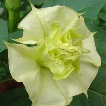 Green Datura Seeds