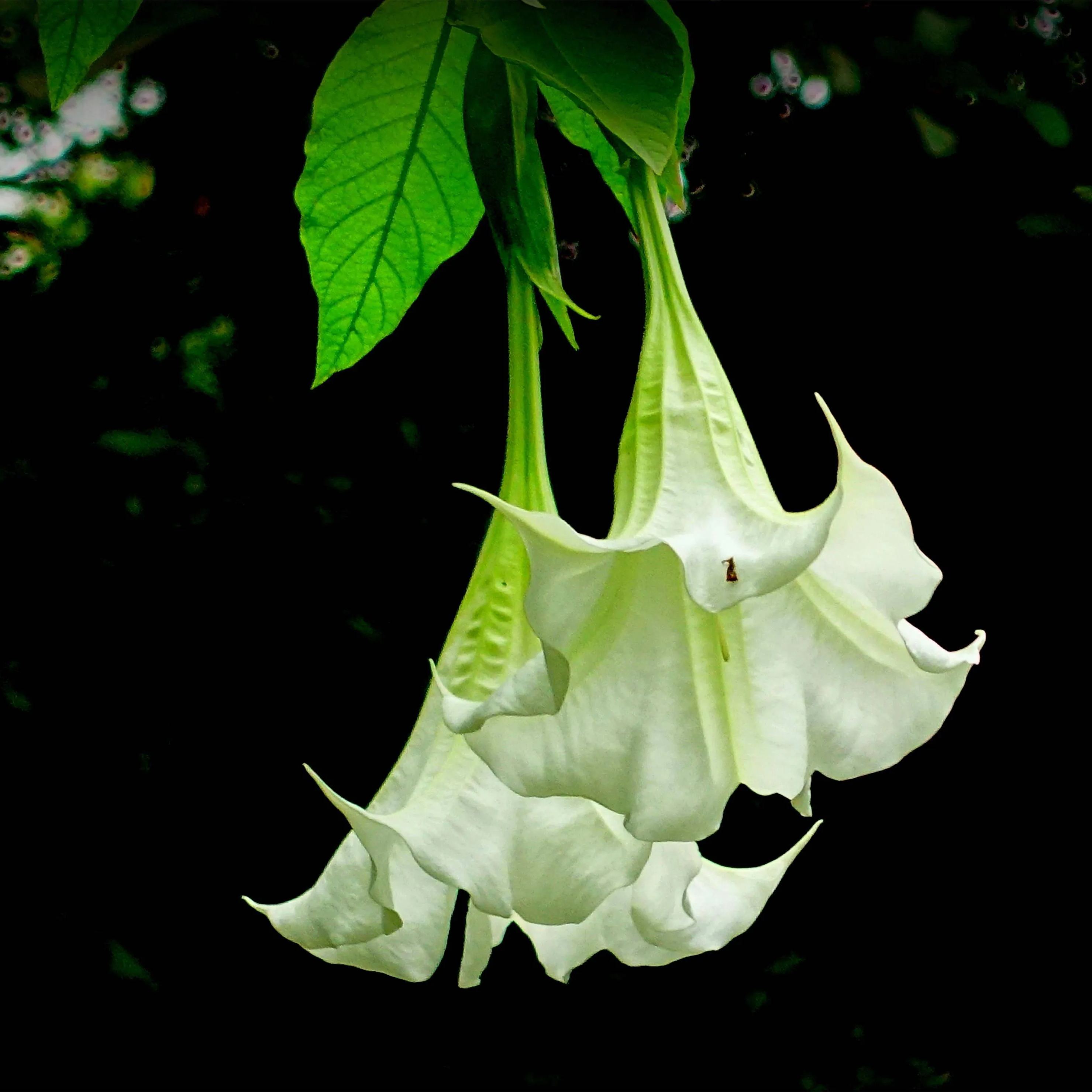 Green Datura Seeds
