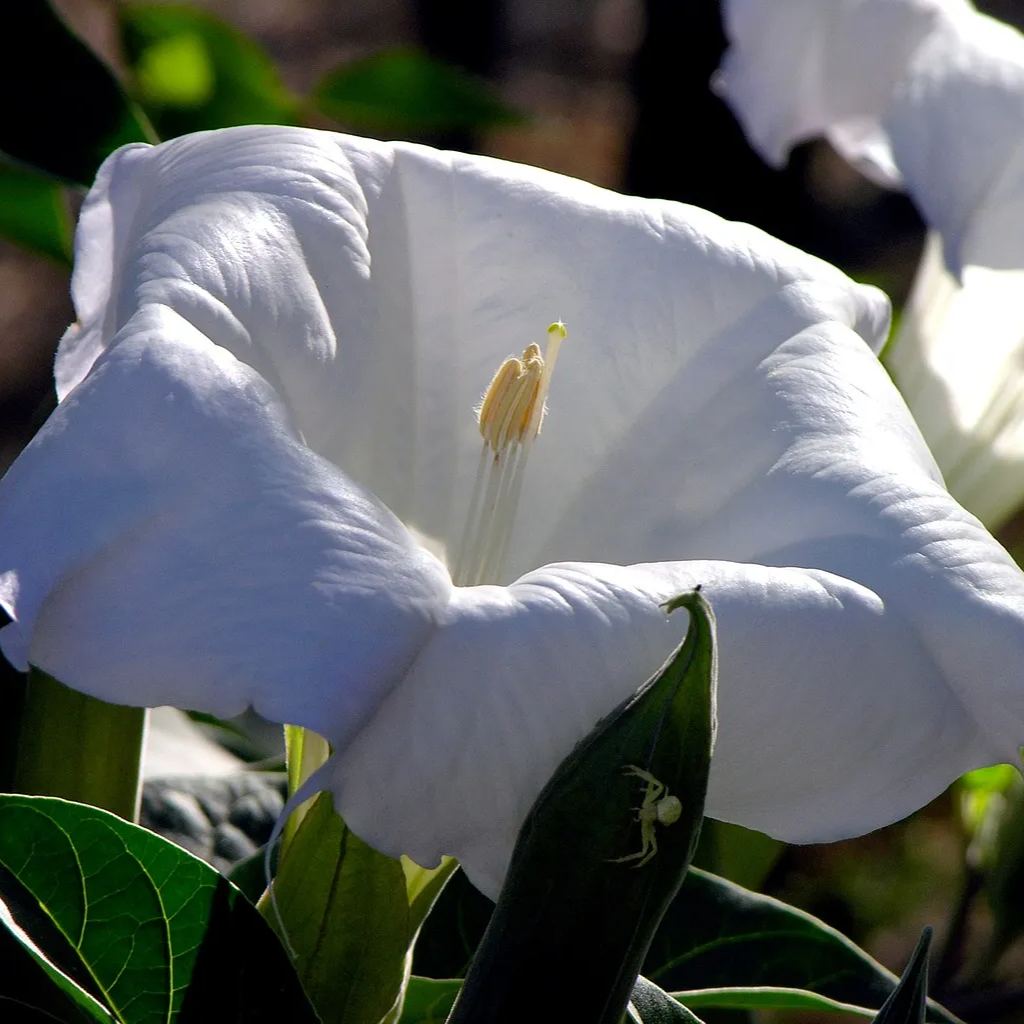 White Datura Seeds