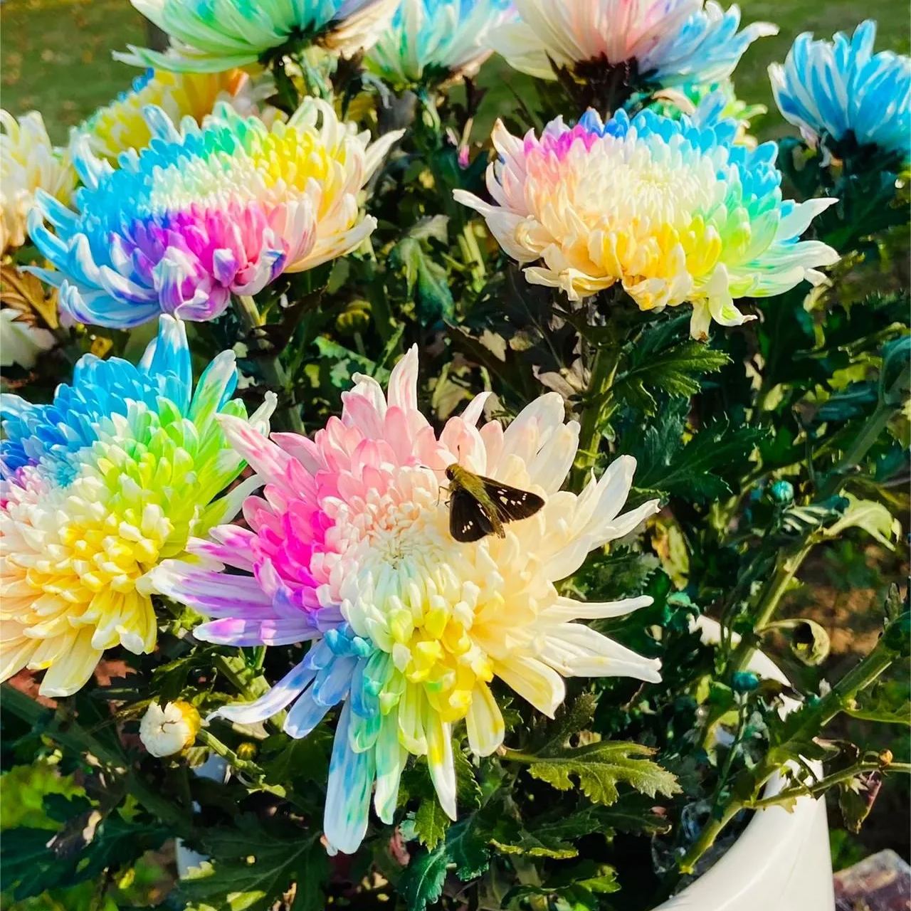 Rainbow Chrysanthemum Seeds