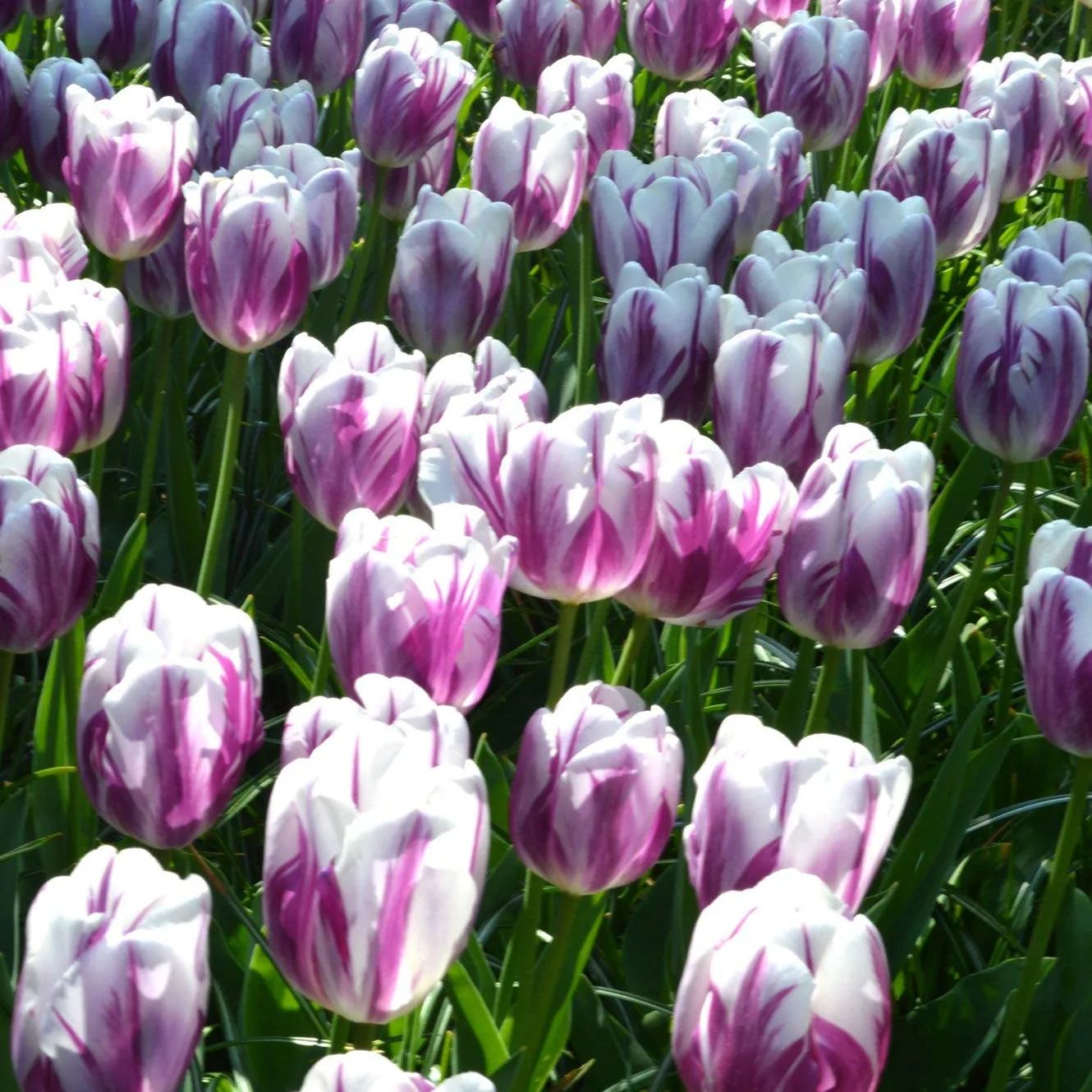 Flaming Flag Triumph Tulip Seeds