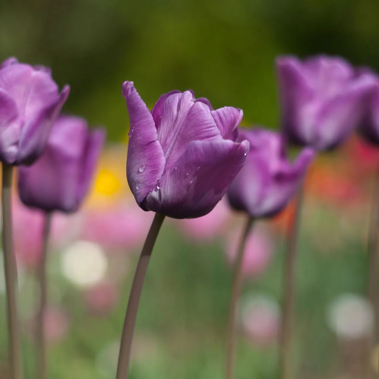 Bleu Aimable Tulip Seeds