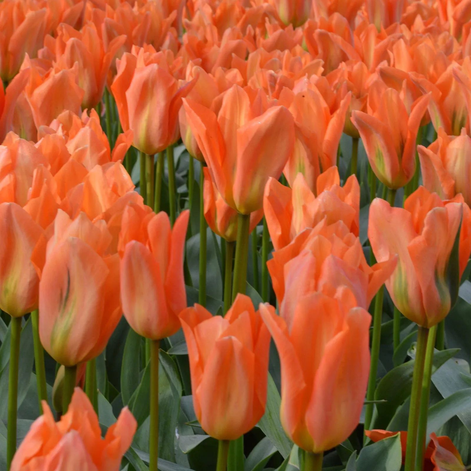 Orange Emperor Tulip Seeds