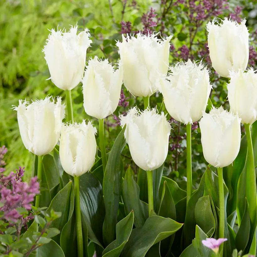 White Fringed Tulip Seeds