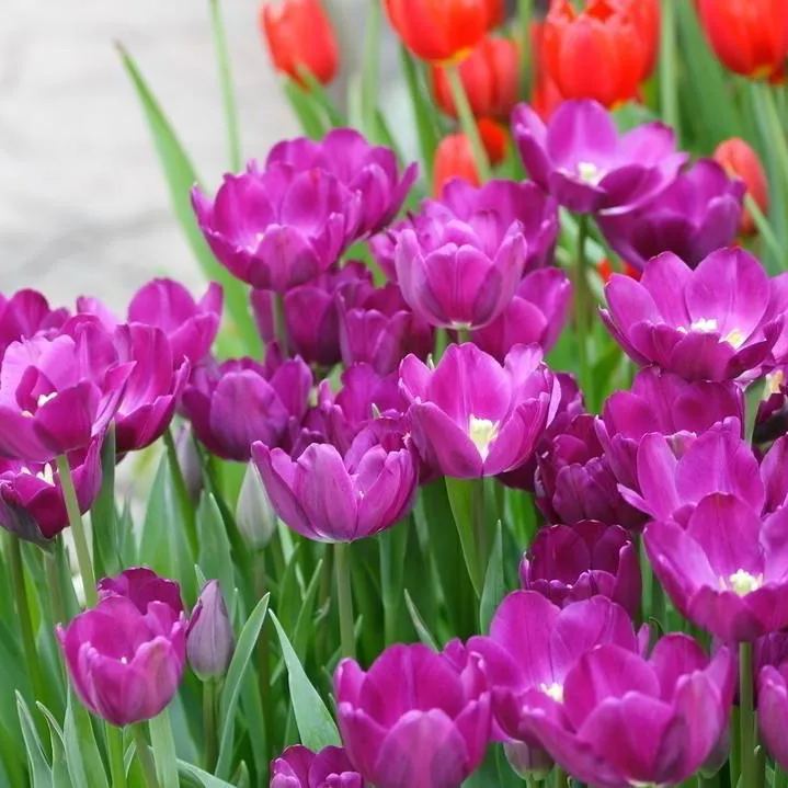 NEW!!!100pcs/ Bag-Tulip Seeds Garden Flower Plant Flowers