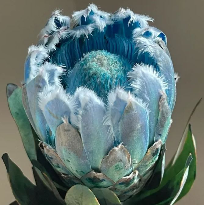 💙Rare and mysterious blue crushed ice princess flower💙