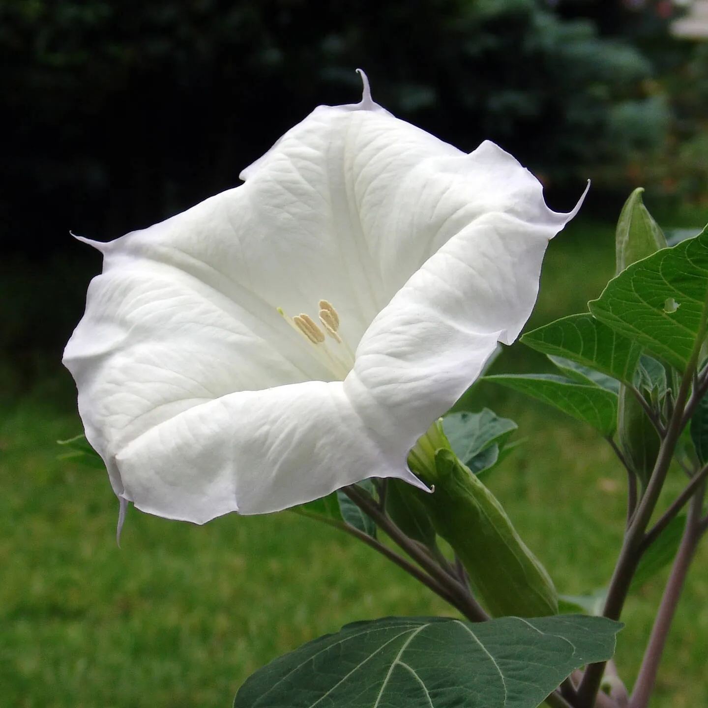 White Datura Seeds